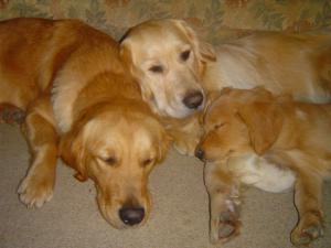 Ziggy Lily and baby Benson