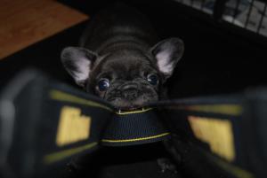 Dog Puppy available