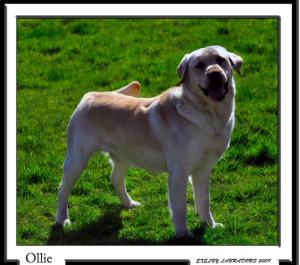 Exelby Xeus (Ollie)