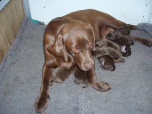 Mum and her babies