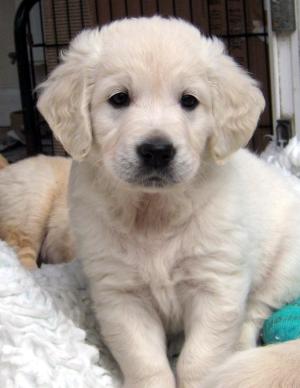 Dog Puppy