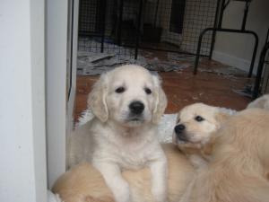 Dog puppy