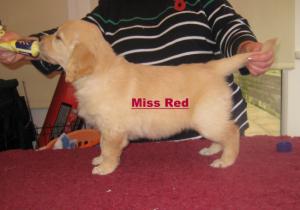Miss Red standing for the camera