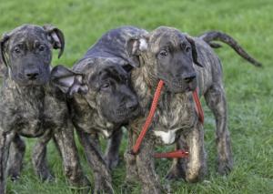 Still playing isn't lead training fun!