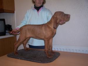 Puppy Available