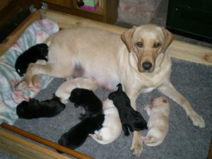 Lillie with her first Litter