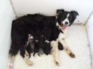 Holly and her babies