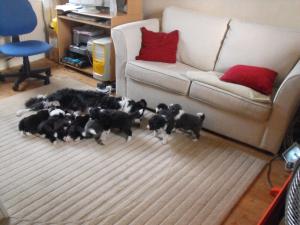 Puppies age 5 weeks