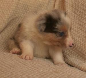tri blue merle girl