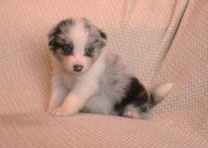 blue merle boy