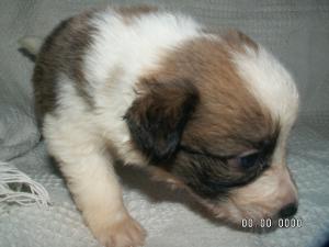 sable girl