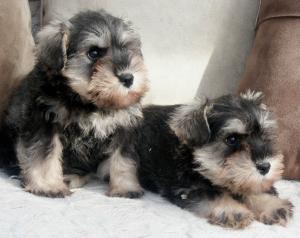 Two little boys