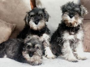 Three little maids