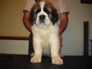 9 weeks old