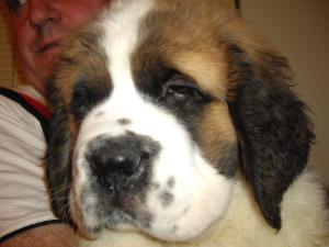 9 weeks old