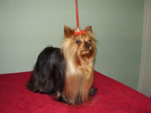 Sire of expected litter Chevawn Simply Classic 