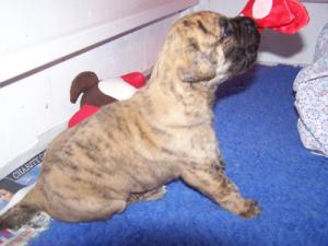 Brindle boy - 3 weeks