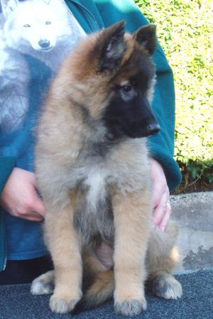 Summer as a puppy