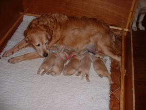 Contented mum with pups
