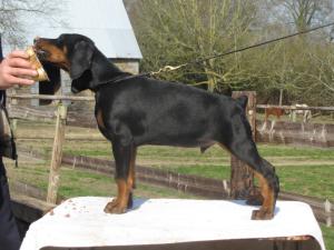 male 12 weeks