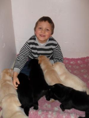 puppies 4 weeks