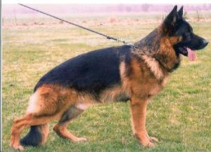 Figo von der Lust SchH1, Kkl 1, HD and ED a-Normal