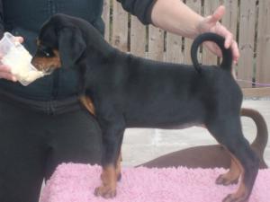 PROMISING SHOW GIRL AT 6 WEEKS OLD