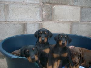 puppies
