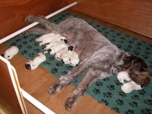 Amy  with the dirty dozen