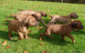 pups playing in the sun