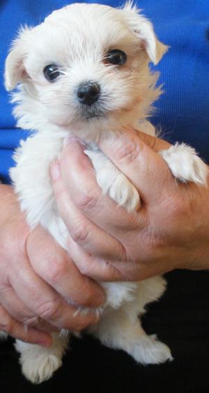 Valbeccas Precious Lady at 7 weeks