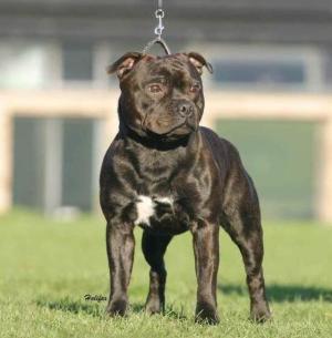 Sire, Champion Kannechor Smokey Joe 