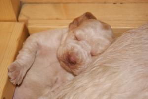 Puppy or Homer?