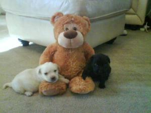 3weeks old 