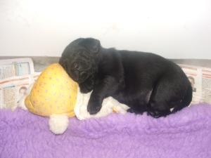 Medlar and Kelsey pups