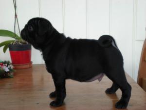 10 weeks old, stunning puppy