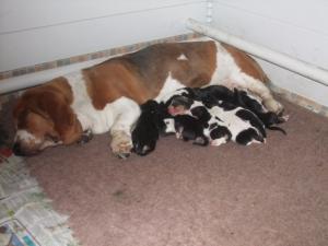 Truely with pups 1 day old