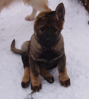 Meggie at 10 weeks