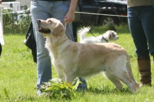Hilsgolden Lady in Disguise