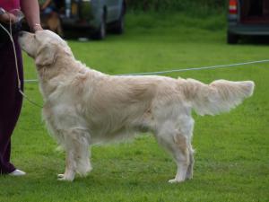 Goldenabbey Telegram Sam at Evergolden