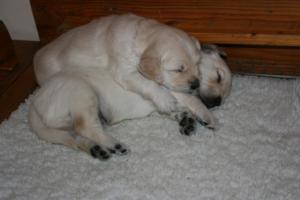 forty winks
