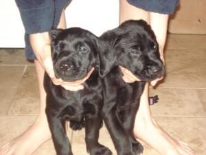 Black Labrador puppies