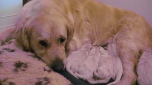 Tilly with her babies.