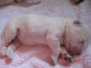 How cute am I - Boy puppy 4 days old!