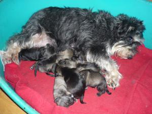 KT and pups 