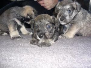 Pups 1 week old