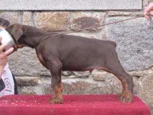 male 9 weeks