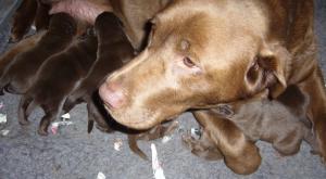 Meg with her new brood at one day old