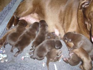Mum and her babies at one day old