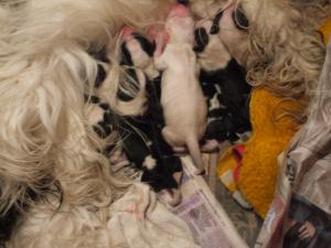 pups at 2days